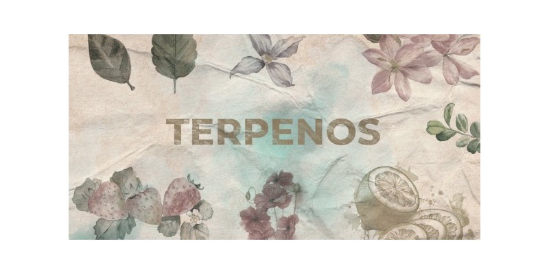 Descubre los beneficios de los terpenos. Te contamos todo lo que necesitas saber.